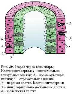 Ссылка на кракен шоп