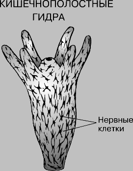 Кракен рабочая ссылка